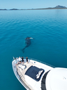 Whitsunday Whale.webp